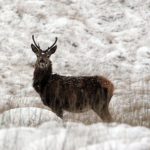 A red deer in the hills of Donegal