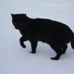 Annmarie's cat!