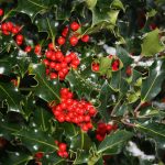Holly