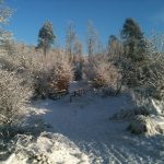 Brodge Through Drumboe Woods