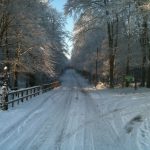 Road Through Drumboe Woods