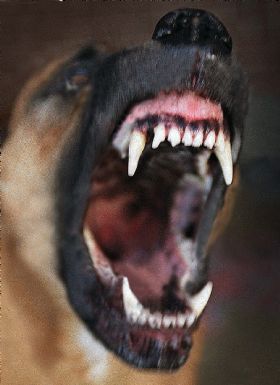 dog.jpg