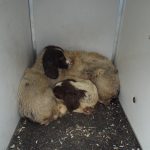 Donegal PEt Rescue dogs