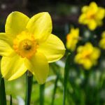 daffodil day