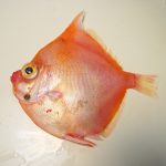 boarfish