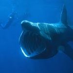 basking shark