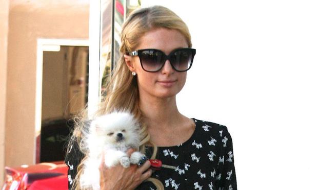Paris Hilton adopts her eighth pet pooch - Highland Radio - Latest