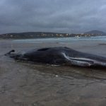 magheraroarty whale