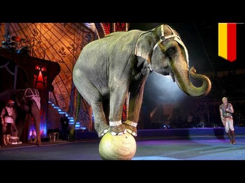 Council backs Letterkenny students call for Donegal ban on wild animal  circuses - Highland Radio - Latest Donegal News and Sport