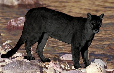 puma cat hybrid