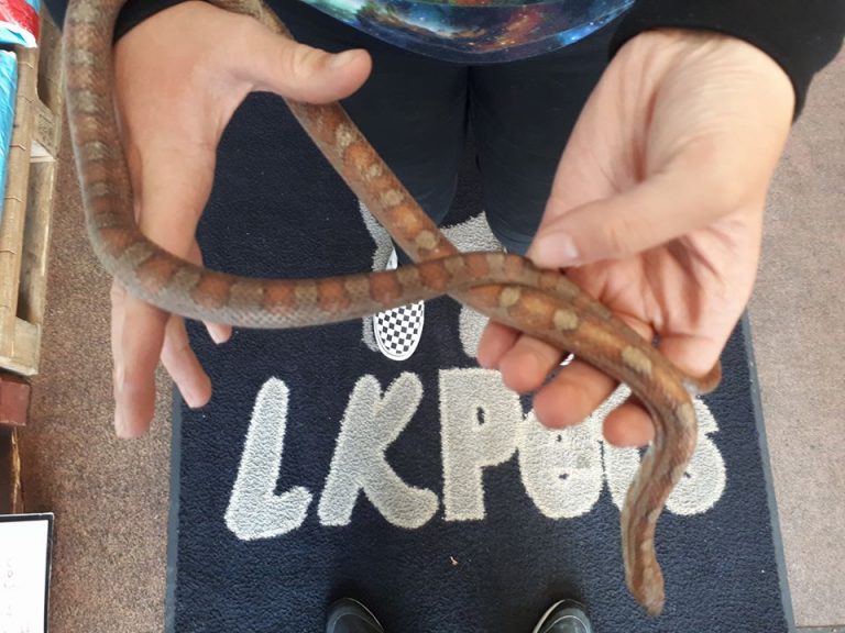 No snakes in Ireland? A Donegal farmer might disagree! Highland Radio Latest Donegal News